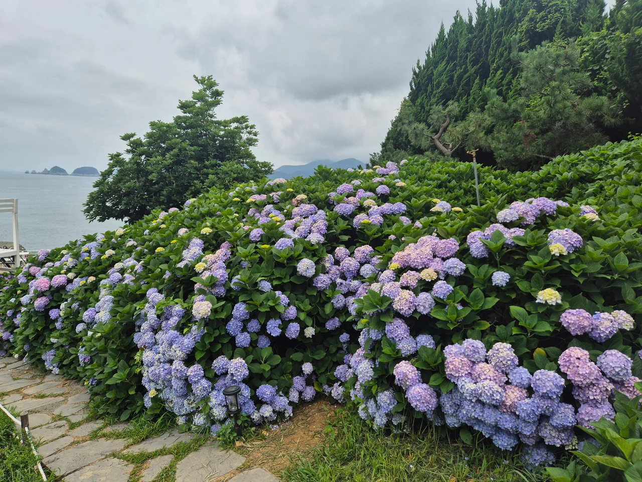 바다와 산을 배경으로 해안 언덕에 흐드러지게 핀 수국 길