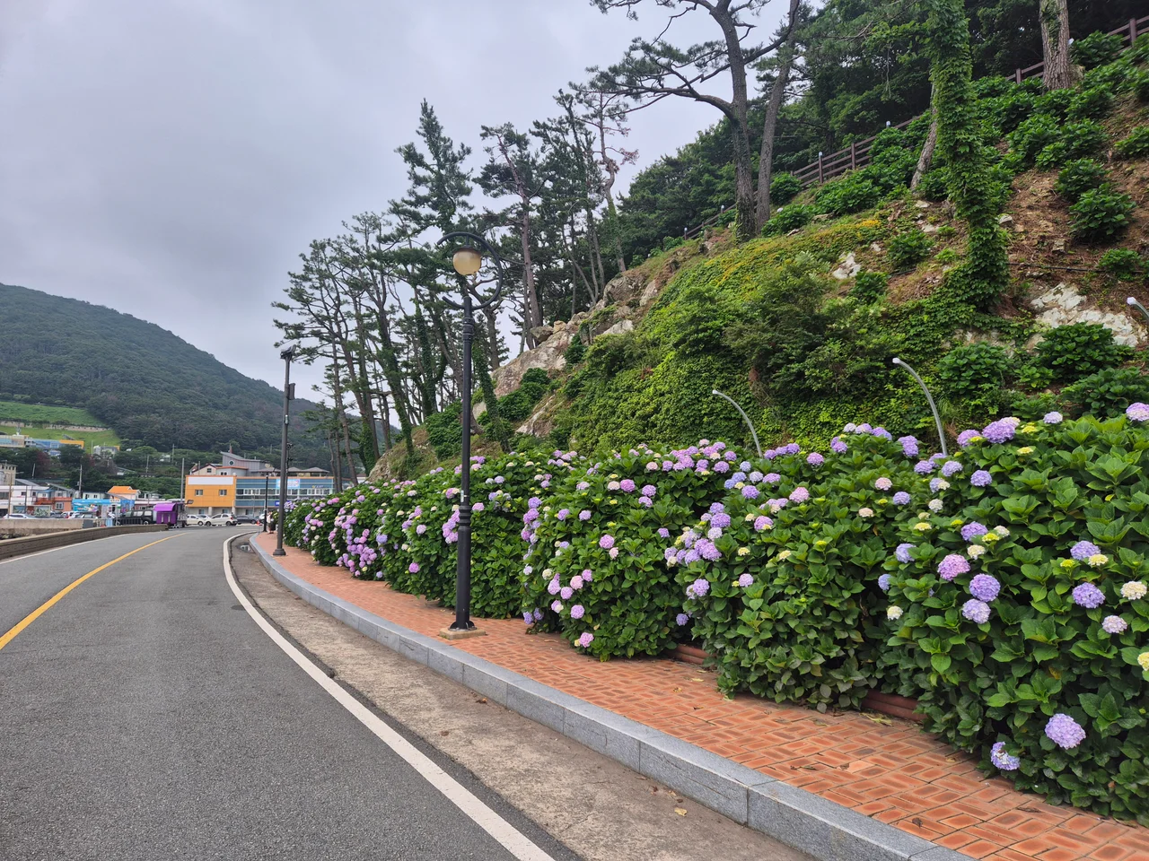 우아한 가로등 아래로 신비로운 보랏빛 물결을 이루며 늘어선 탐스러운 수국들