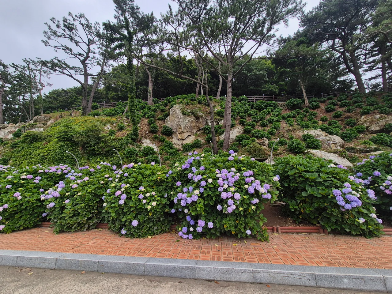 소나무와 자연 바위가 어우러진 비탈진 언덕 사면을 가득 채운 수국 동산 전경