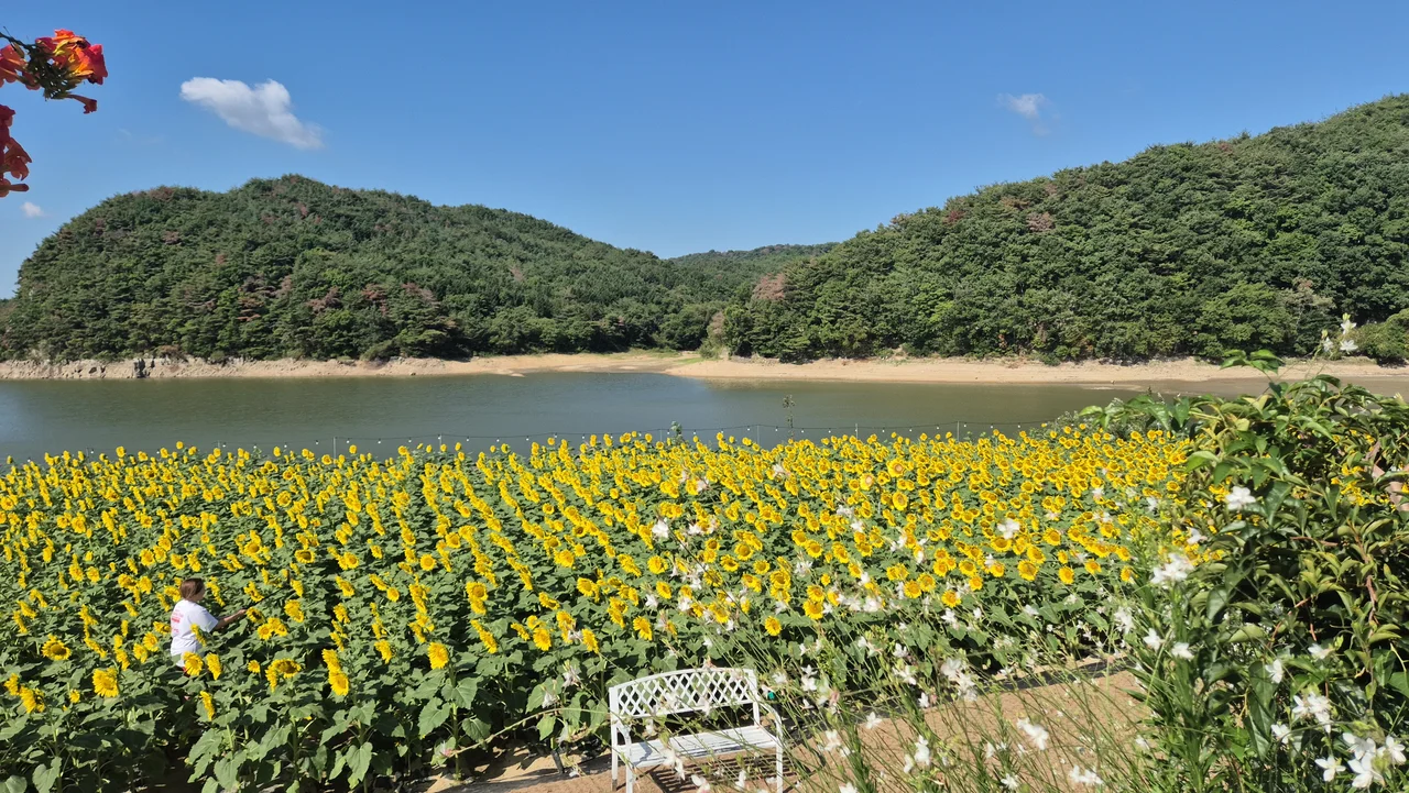 저수지 앞 해바라기 밭 중앙에 놓인 하얀색 포토존 벤치