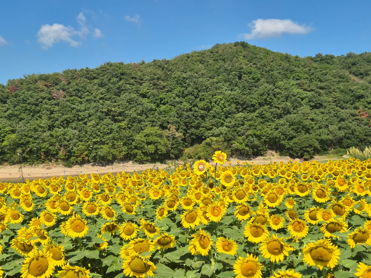 울창한 산과 어우러진 대규모 해바라기 군락지
